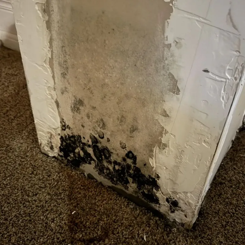 Professional Mold Removal in White Rock, NM